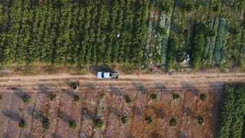 antenne visie van arbeiders oogsten biologisch groenten in manden in de ochtend. boeren bezig met laden manden van biologisch groenten in oppakken vrachtwagens na oogst. gezond aan het eten en vers groenten video