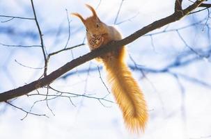 la ardilla roja se sienta en la rama de un árbol contra el cielo azul. foto