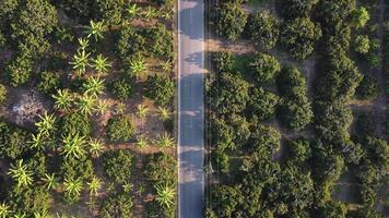 vista aérea de una carretera que atraviesa una zona agrícola con campos y cultivos a ambos lados de la carretera en un día despejado. vista superior mirando hacia abajo en un camino rural por la mañana. video