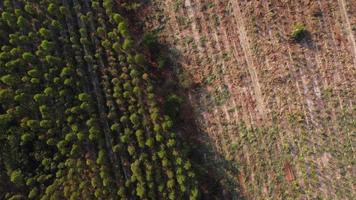 vista aérea de la plantación de eucaliptos que se están cosechando para astillar madera. vista superior del bosque de eucaliptos en tailandia. video