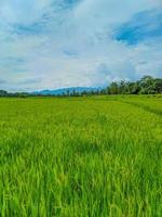 Panoramic view of green rice fields and beautiful blue sky in Indonesia. photo