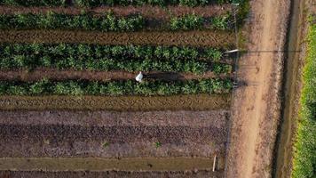 vista aérea de campos e parcelas agrícolas. video