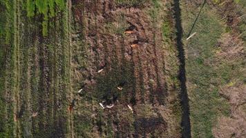 antenne visie van een groep van koeien in landelijk velden na oogst in de ochtend. bouwland na de oogst seizoen met kuddes van koeien aan het eten rietje. video