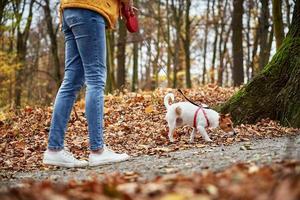 mujer con perro a pie en el parque de otoño foto