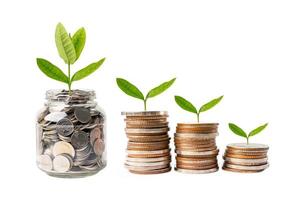 Tree plumule leaf on save money coins, Business finance saving banking investment concept. photo