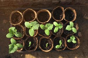 top view of cucumber seedlings in peat pots photo