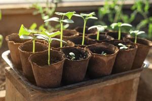 close-up of cucumber seedlings in peat pots photo