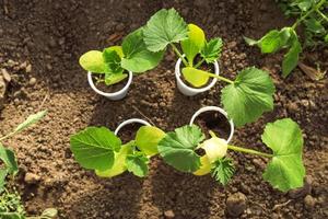 top view of seedlings of zucchini waiting for a transplant on the ground photo