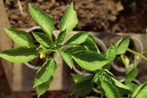 close-up of pepper seedlings in the greenhouse. Top view photo