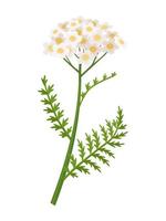 Yarrow flower vector illustration, scientific name Achillea millefolium, isolated on white background.