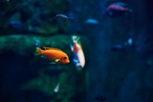 Sea fishes in the deep aquarium, sea life photo