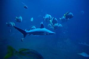 Shark and other sea fishes in aquarium, sea life photo