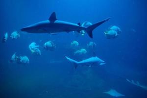 Shart and other sea fishes in aquarium, sea life photo