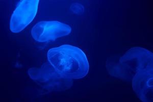 Jellyfish swims under water in aquarium photo