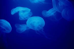 Jellyfish swims under water in aquarium photo