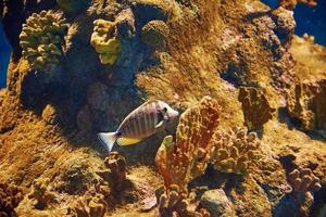 Sea fishes in the deep aquarium, sea life photo