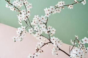 Blooming tree branch on pastel background photo