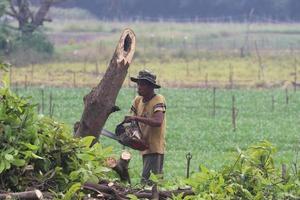 Professional loggers chopping down trees in the forest for paper mills and burning charcoal is a traditional occupation in the countryside- Nakhon Pathom, Thailand-30-10-2020 photo