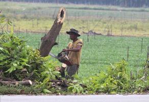 Professional loggers chopping down trees in the forest for paper mills and burning charcoal is a traditional occupation in the countryside- Nakhon Pathom, Thailand-30-10-2020 photo