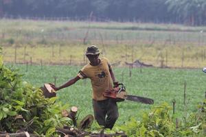 madereros profesionales cortando árboles en el bosque para fabricar papel y quemando carbón es una ocupación tradicional en el campo- nakhon pathom, tailandia-30-10-2020 foto