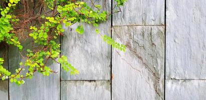 Green vine, ivy or creeping plant on gray grunge wall background with copy space. Natural wallpaper, Beauty in Nature and Growth concept photo