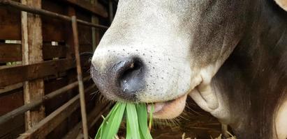 cierre la boca de la vaca blanca comiendo vidrio verde en corral o granja de animales con espacio de copia a la izquierda. concepto de alimentación, hambre y vida silvestre animal foto