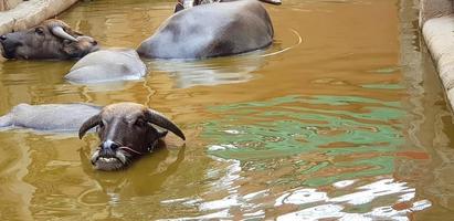 Many cow or buffalo swimming in lake or river with right copy space. Wild life, Animal, Beauty of Nature and Relaxing time concept photo