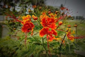 Peacock Flower in Full Bloom Close photo