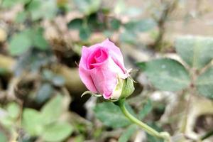 hermosa foto de flor rosa