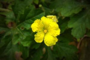 flor de melón amargo en plena floración cerrar foto