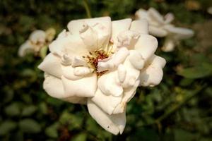 rosa blanca flor florecer en el jardín de rosas foto