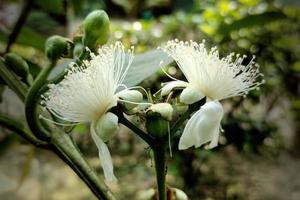 goyava fruta flor en plena floración cerrar foto