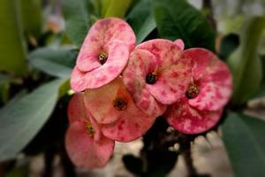 rosa gigante corona de espinas cerrar flor foto