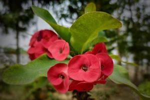 Nice Red Giant Crown of Thorns Plant photo