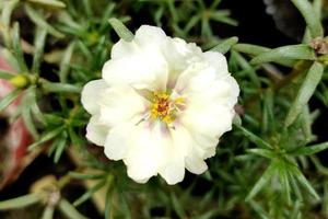 foto de flor de verdolaga de rosa de musgo