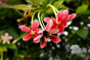 foto de flor de combretum indicum con abeja