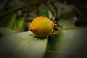 primer plano de una foto de fruta fresca de chicozapote