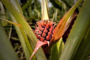 Red Pineapple Fruit on Green Leaves photo