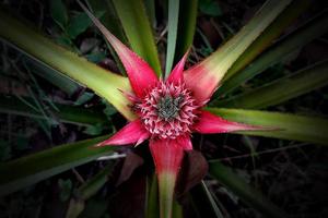 pequeña fruta de piña roja desde la vista superior foto