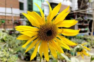 Sunflower Beautiful Photo