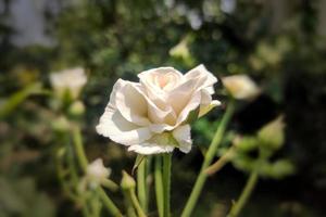 White Garden Rose with Bokeh Effect photo
