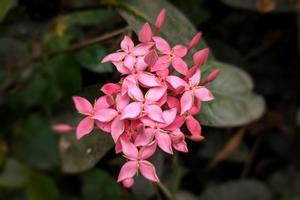 rosa chaines ixora flor en plena floración foto