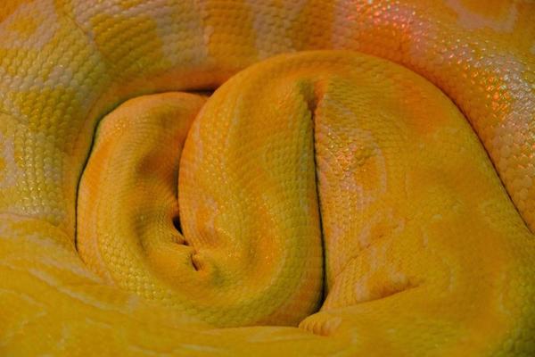 Yellow boa constrictor snake isolated on white background with