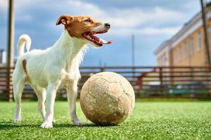 perro juega al fútbol en el campo foto