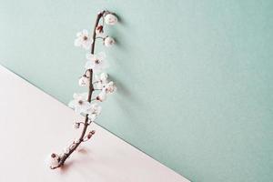 Blooming tree branch on pastel background photo