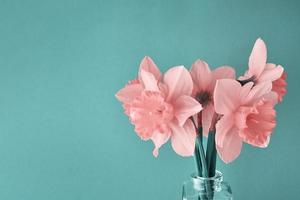 Narcissus flowers in vase on cyan background photo