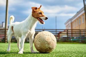 perro juega al fútbol en el campo foto