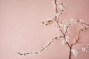 Blooming tree branch on pink background photo