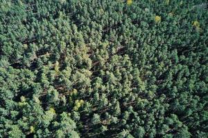 Green summer forest background, aerial view. Nature landscape photo