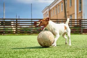 perro juega al fútbol en el campo foto